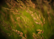 © Michael Marquand - tufts of grass close up in the summer