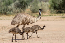Emu With Chicks