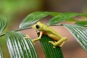 Gliding tree frog (Agalychnis spurrelli) is a species of frog in family Hylidae. It is found in Colombia, Costa Rica, Ecuador, and Panama.