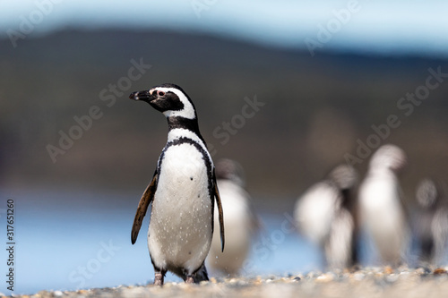 Photo Magellanic penguin near the ocean in Ushuaia, Argentina, Tierra del Fuego, Patag