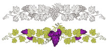 Grapevine With Grapes Hand Drawn Sketch And Colourful Vector Frame