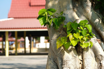 Green leaf Pho leaf, (bo leaf, bothi leaf) with sunlight in nature. Bo tree representing Buddhism in thailand.