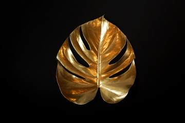 Gold monstera leaf isolated on a black background. top view. floral card. poster.