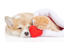 Pembroke Welsh Corgi Puppy And Kitten Lie With A Red Heart. Isolated On White Background