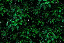 Tropical Green Leaves Background On The Branches On Tree As Natural Wallpaper And Backdrop