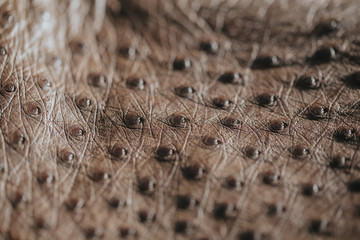 Wall Mural - Close-up of ostrich leather. Flat-lay background of ostrich skin. 