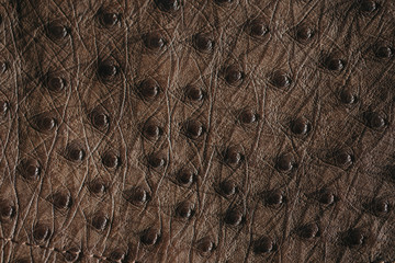 Wall Mural - Close-up of ostrich leather. Flat-lay background of ostrich skin. 