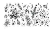 Big Set Of Hand Drawn Forest Design Elements. Vector Illustration In Sketch Style Isolated On White Background. Includes Leaves, Cones, Branches, Acorns, Chestnuts