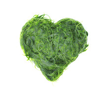 Fresh Green Spirogyra Or Zygnematales Texture In Heart Shaped Patterns On White Background