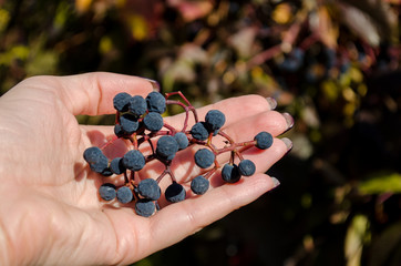 Wall Mural - Female hand holding a bunch of ripe blue girlish grape on a background of leaves
