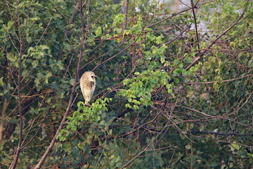 Heron on a tree