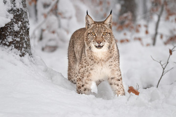 Wall Mural - young eurasian lynx on snow. amazing animal, walking freely on snow covered meadow on cold day. beau
