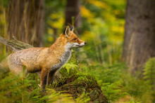 A Beautiful Orange Red Fox Standing In A Forest. Authentic Autumn Scene From Deep Nature Forest. 