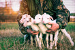 Four newborn lambs in hands of  shepherd standing outdoor on grass at sunset light - Baby animals looking around with innocent attitude - Rural concept of love and protection - Vintage filter image