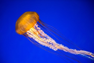 Wall Mural - Landscape shot of a yellow jellyfish with a blue background