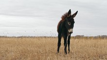 A Little Brown Donkey Is Standing On The Withered Grassland; Grassland And Donkey In The Winter Farm