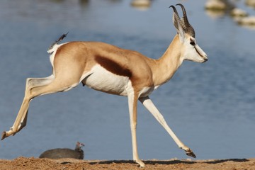 Poster - Closeup shot of a running gazelle with a wide river in the background