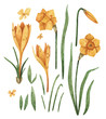 Botanical set of spring flowers painted in watercolor. Hand-drawn narcissus and crocus. Botanical illustration for invitations, cards and diy projects.