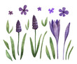 Botanical set of spring flowers painted in watercolor. Hand-drawn mouse hyacinth and crocus. Botanical illustration for invitations, cards and diy projects.