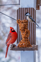 Northern Cardinal And Black Capped Chickadee Sitting Together On Bird Feeder