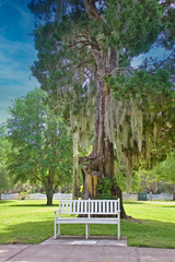 Wall Mural - A white wooden bench in a park under an oak tree draped with spanish moss