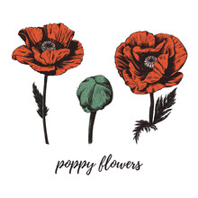Red Poppy Flower Vector Illustration. 