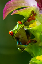 Red-eyed Tree Frog, Agalychnis Callidryas, Sitting On The Green Leave In Tropical Forest In Costa Rica.