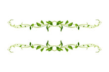 Floral Desaign. Twisted Jungle Vines Liana Plant With Heart Shaped Green Leaves Isolated On White Background, Clipping Path Included.