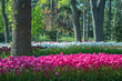 tulip garden