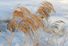 Brown Panicles Of Reeds Glisten With Snowflakes On The Background Of The Snow Surface.
