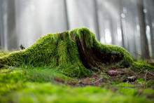 Stump Covered With Moss And Sunglight In Fog In The Background