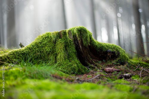 Cuadros en Lienzo stump covered with moss and sunglight in fog in the background