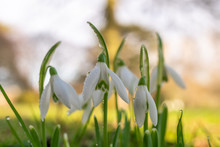 Closeup And Soft Focus Of Snowdrops Covered In Dew Droplets On A Sunny Spring Morning. Nature Coming Back To Life Symbol. Early Springtime Flowers.