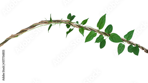 Heart shaped green leaves vine of Cowslip creeper tropic plant climbing and twisted around jungle wild liana plant isolated on white background, clipping path included Poster Mural XXL