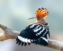 Common Hoopoe Having Stretch On A Tree Perch