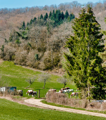 Canvas Print - Paysage jurassien à Broissia, France