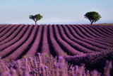 Fototapeta Lawenda - Lavender field summer landscape near Valensole. Provence,France