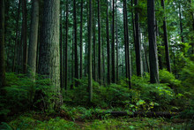 View Of Trees In Forest