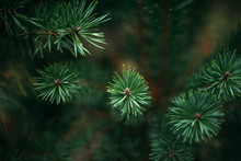 Close-up Of Pine Tree In Forest