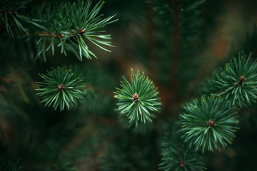 Close-up of pine tree in forest