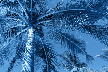 coconut palm trees on colorful classic blue background.