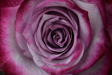 beautiful blooming lilac rose closeup macro