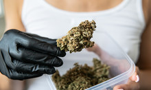 Girl In Black Gloves Holds A Big Marijuana Bud In Front Of Her.