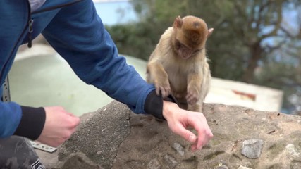 Wall Mural - Barbary Macaque jumps on the hand of a tourist in Gibraltar