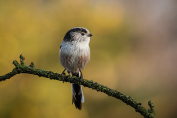 Poster - A close up profile of a long tailed tit, aegithalos caudatus, as it is perched on a branch looking to the right into open copyspace