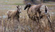 © Cavan Images - A kid plays with a bighorn ram in Rock creek, Montana.