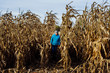 © Cavan Images - Girl Walking Through Field of Dried Corn in Southern Michigan
