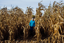 Girl Walking Through Field Of Dried Corn In Southern Michigan