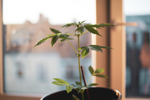 Young Marijuana Plant In Dappled Sun Grows In Apartment