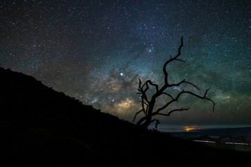 the milky way rises above hilo high up on mauna'kea mountain with the silhouette of a tree in the fo